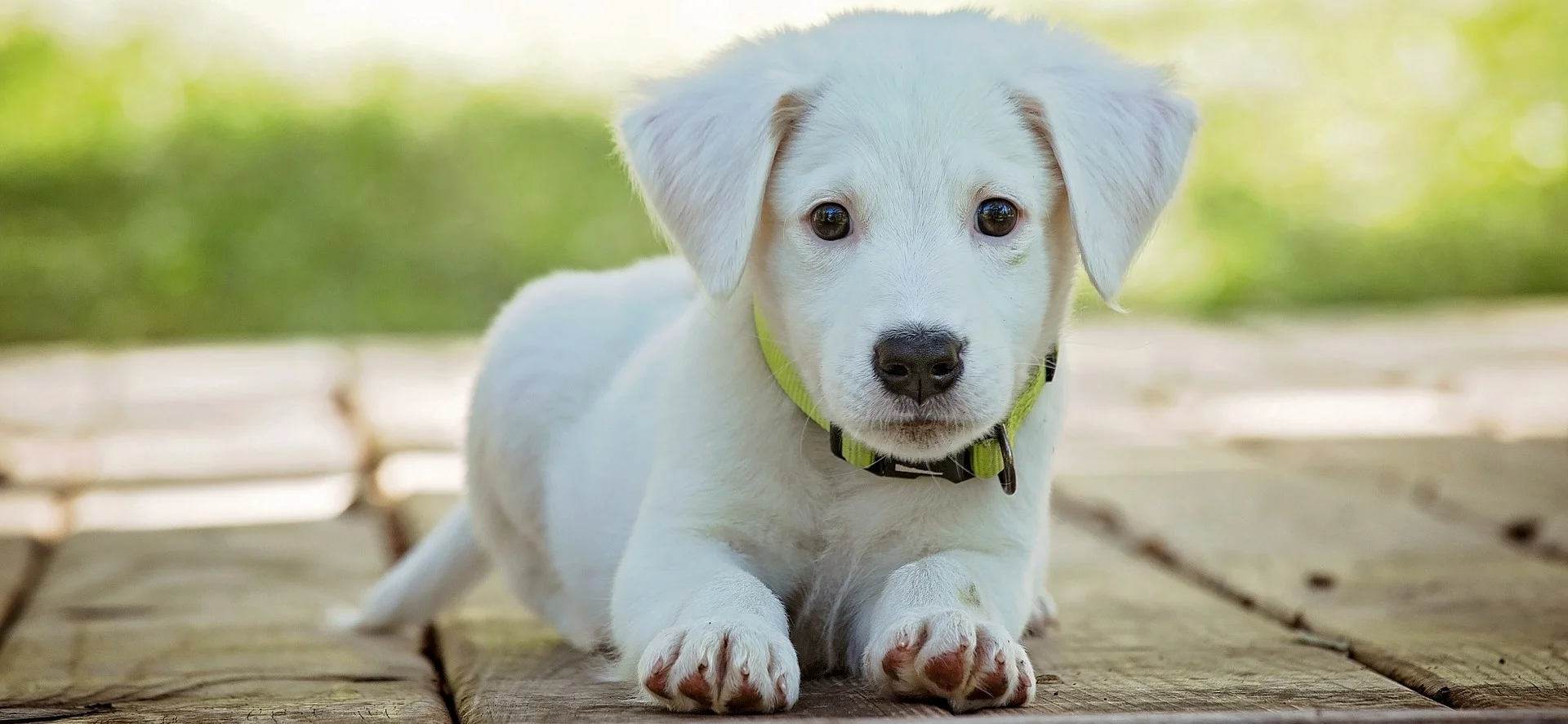 Jeune chien sur une terrasse en bois
